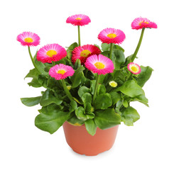 Wonderful daisy pot for planting in the spring garden isolated on white background, including clipping path without shade.