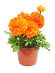 Ranunculus (Ranunculaceae) pot for planting in the spring garden isolated on white background, including clipping path without shade.