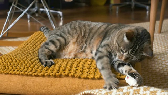 chat qui joue dans un appartement 