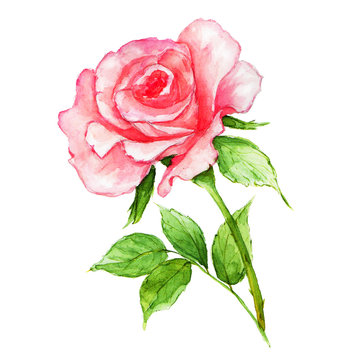 Watercolor pink rose on white background. Fresh flowering rose