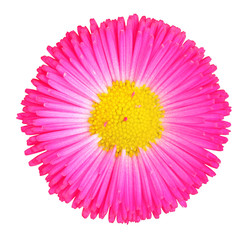 Wonderful daisy isolated on white background, including clipping path.