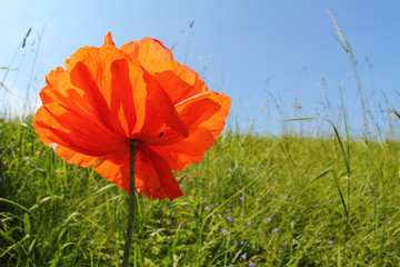 Fototapeta premium Wonderful poppy in a meadow, Lüneburg Heath, Germany.