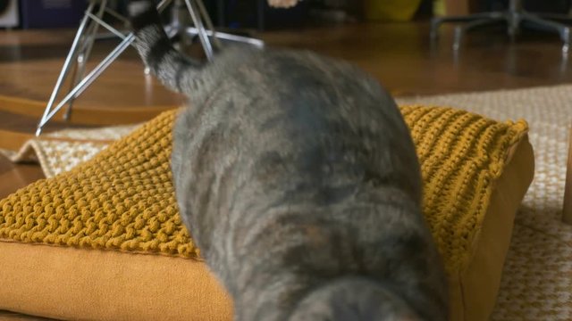 chat qui joue dans un appartement 