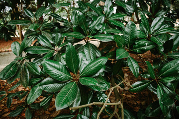Green leave background, low key, vintage tone