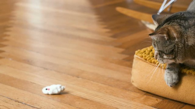 chat qui joue dans un appartement 