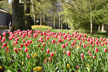 Tulipes roses au jardin du Luxembourg au printemps à Paris, France