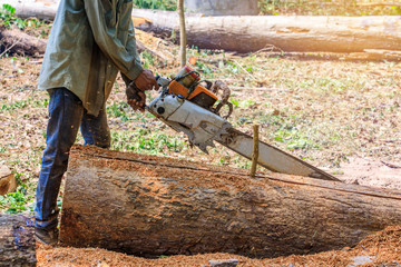 The lumberjack cutting the timber for  lumber by chainsaw.
