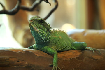 SAURIEN VERT