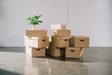 stacked cardboard boxes and potted plant during relocation