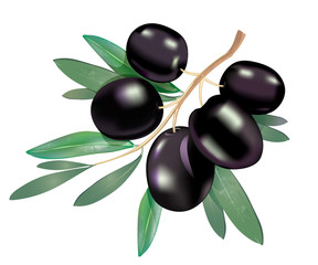 Realistic 3d black olive branch with leaves isolated on white background. Vector illustration