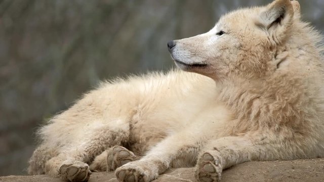 Portrait of Arctic Wolf (Canis lupus arctos) aka Polar Wolf or White Wolf.