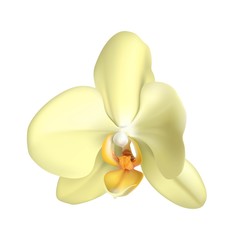 White tropical exotic flower realistic isolated. Beautiful orchid plant. Vector illustration