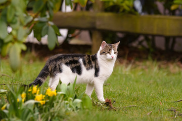 Eine Hauskatze erkundet einen Garten