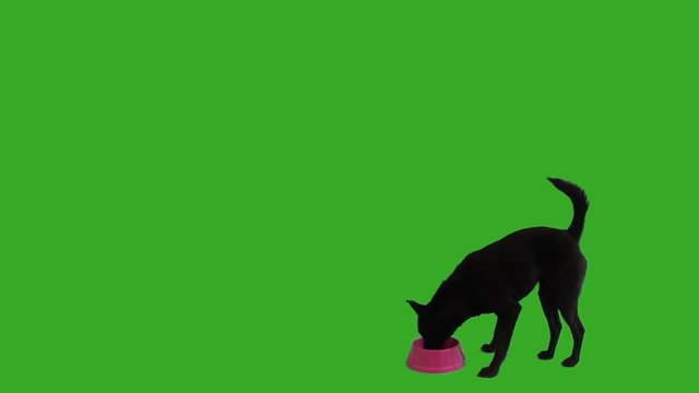 funny dog mongrel eats on a green screen