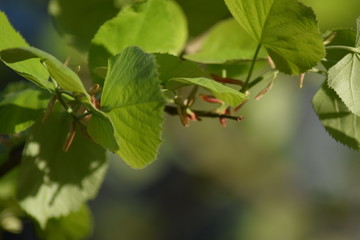 Green leaf macro background 