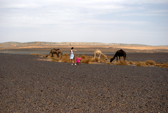 Madre e hija, miran unos dromedarios en el desierto del Sahara, Marruecos