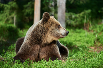 Obraz premium Brown bear in the forest