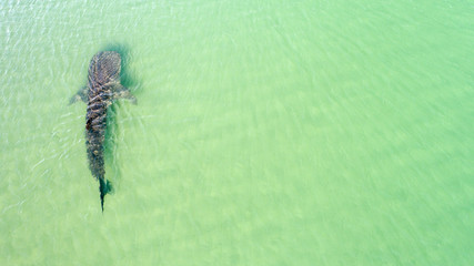 Whale Shark (rhincodon typus), the biggest fish in the ocean, a huge gentle plankton filterer giant,  swimming near the surface. La Paz Baja California sur, Mexico.