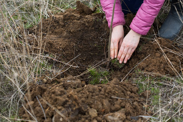 planting a tree seedlings in the ground