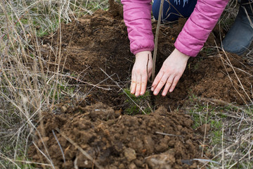 planting  tree seedlings in  ground
