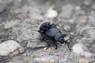 Tatzenkäfer bei der Paarung