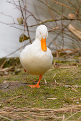 Enten an einem Gewässer