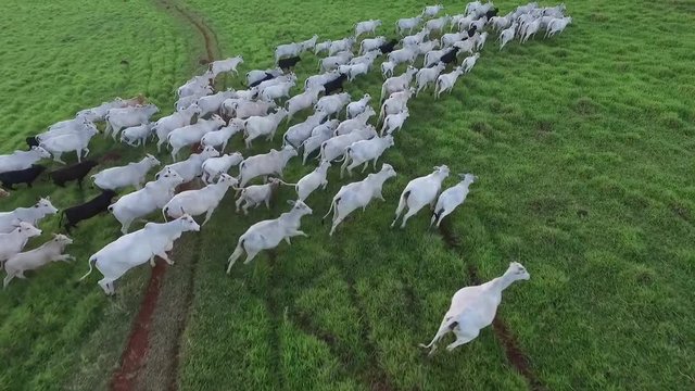 Cattle on pasture - Brazil