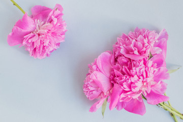 Pink peonies on a light bluet background