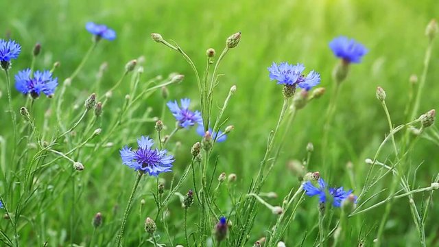 Summer field with cornflowers at sunny day.
