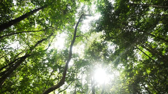 Wide angle view pano on green trees at the jungle rain forest. Fresh green leaves and sun rays