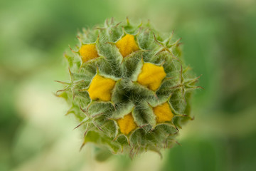 Sauge de Jerusalem - Phlomis russeliana