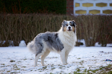 Australian Shepherd im Winter