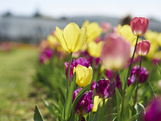 Colorful field of newly bloomed tulips in a spring day