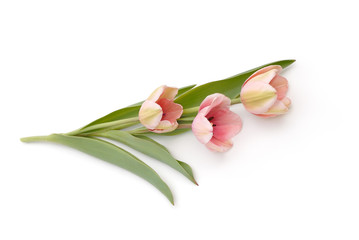 Tulpen liegen auf weißem Hintergrund