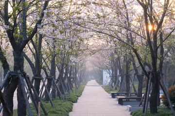 Fototapeta premium the Cherry Avenue in Yangzhou China