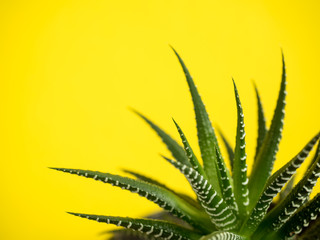 Fototapeta na wymiar Green Cactus on a fashionable yellow colored background