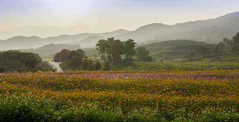 beautiful scene of colorful flower field with mountain in background