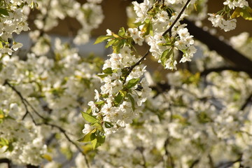 cherry tree flower
