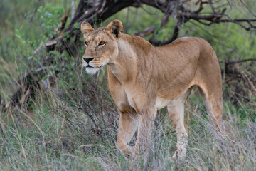 Hunting Lioness
