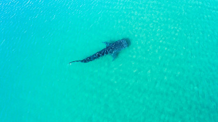 Whale Shark (rhincodon typus), the biggest fish in the ocean, a huge gentle plankton filterer giant,  swimming near the surface. La Paz Baja California sur, Mexico.