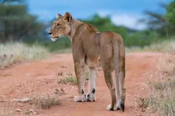 Hunting Lioness 