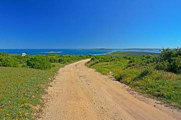 Landscape of wildflowers, sea and sky, Langebaan, South Africa