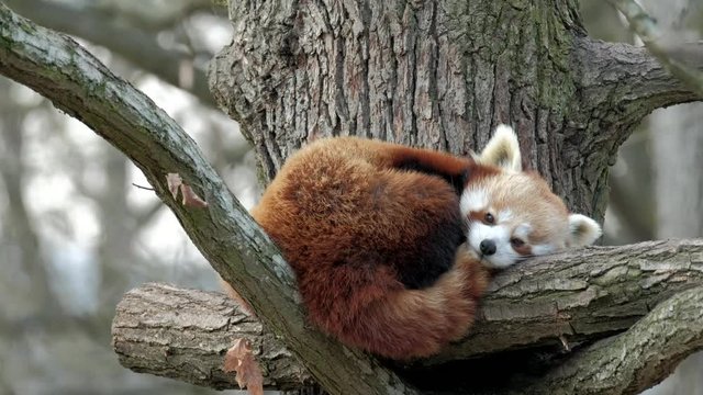 Red Panda, Firefox or Lesser Panda (Ailurus fulgens) resting in a tree.