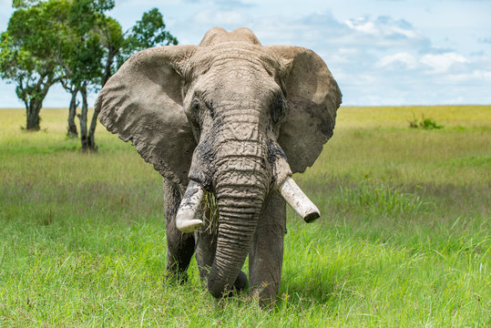 Very Old African Bull Elephant