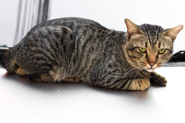 Street cat isolate on background,front view from the top, technical cost-up.