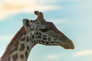 Giraffe portrait