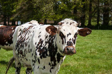 Vache laitière normande dans son pré