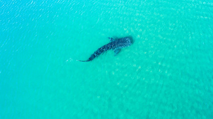 Whale Shark (rhincodon typus), the biggest fish in the ocean, a huge gentle plankton filterer giant,  swimming near the surface. La Paz Baja California sur, Mexico.