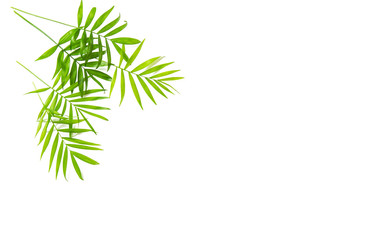 Palm leaves isolated white background Floral flat lay