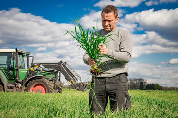 Ackerbau - Getreidefeld, Landwirt überprüft Bestandsentwickung 